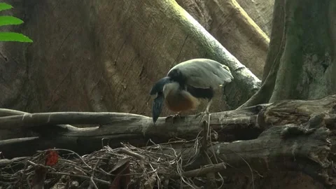 Bird long wide big beak branches nest trunk trees animal Stock Footage 327206967