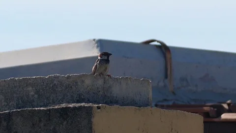 A bird looking around Stock Footage 108028235