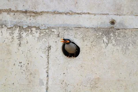A bird looking away, while sitting in her nest. Stock Photos