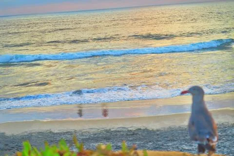 Bird looking at the beach Stock Photos