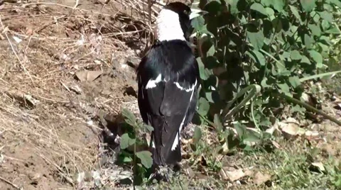 Bird looking for bugs to eat Stock Footage 8819059