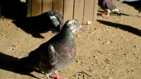 Bird looking at camera. birds in city park, feeding pigeons Video stock 283465225