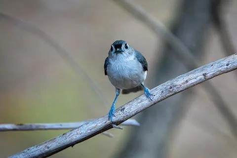 Bird Looking at Camera Stock Photos