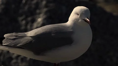 Bird Looking at Camera While Feathers Blowing in the Wind 動画素材 199425084