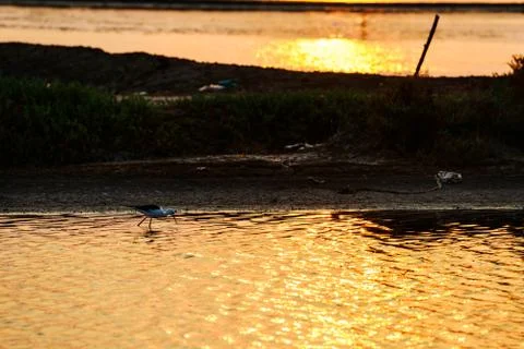 Bird looking for fish in water Stock Photos