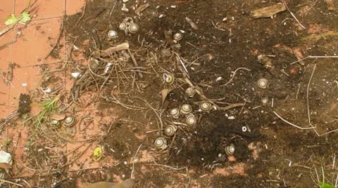 Bird looking for food adn backyard snails Stock Footage 10830713