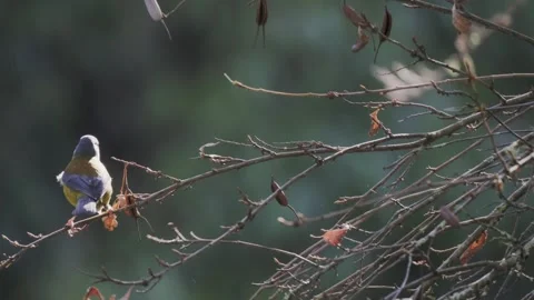 Bird looking for food on a branch of a tree, then flies. Phrygilus patagonicus Vídeos de archivo 248330873