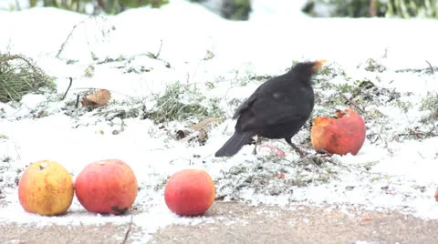 A bird is looking for food Stock Footage 22569944