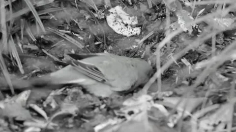 A Bird looking for food Stock Footage 250147235