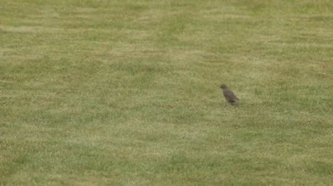 Bird looking for food in the grass Stock-Footage 24701416