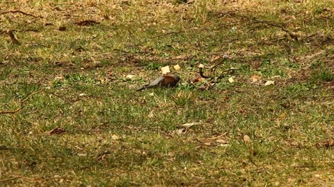 A bird looking for food on a spring day. Stock Footage 172439050