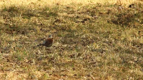 A bird looking for food on a spring day. Stock Footage 172439861