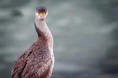 Bird looking funnily at the camera Foto stock