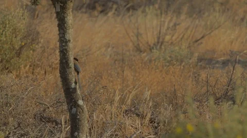 Bird looking at the horizont on a tree Stockbeeldmateriaal 107990681