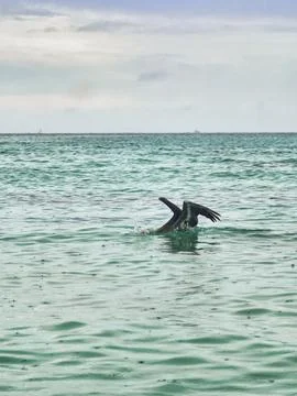 Bird looking 写真素材