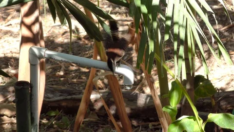 Bird Looking For Water From A Tap Stock Footage 107608688