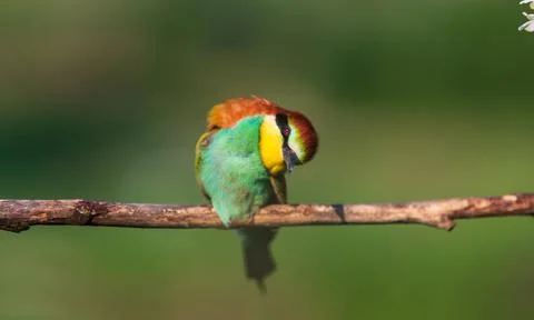 Bird looks at the camera with interest Stock Photos