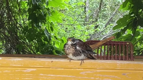 The bird looks at the camera. The thrush protects the nest. Stock Footage 315298661