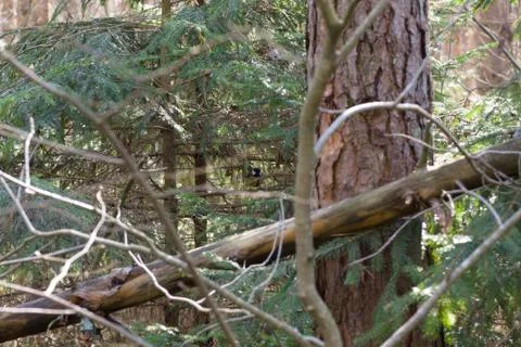 The bird looks Stock Photos