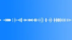 BIRD, LOONS Sound Effect
