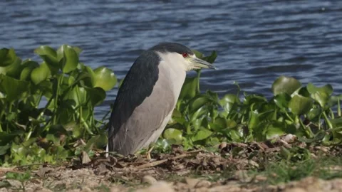 Bird loop  Stock Footage 154724366