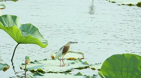 Bird on a lotus leaf. Stock Footage 10884740