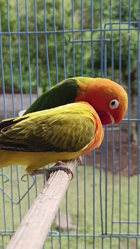 Bird love 스톡 동영상 231699477