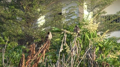 Bird in love on tree. Stock Footage 72818775