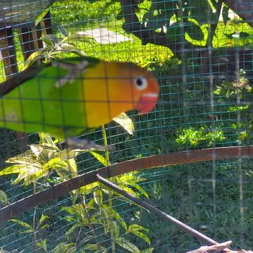 Bird "lovebird" whose colors are orange, yellow, green in a cage Stock Photos