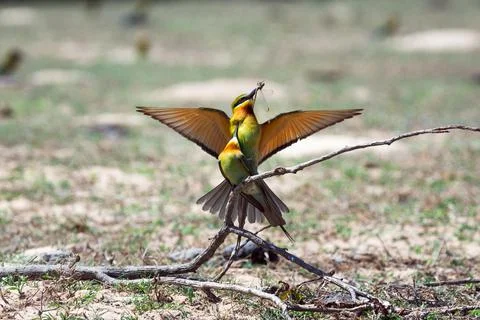 Bird lovers. Stock Photos