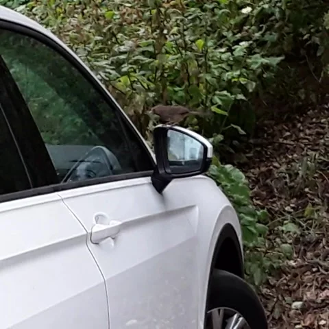 Bird Loves It's Reflection In Car Mirror Stock Footage 141689396