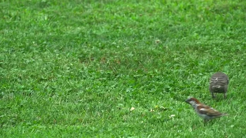 Bird Luncheon Stock Footage 158068880