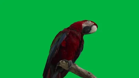 Bird Macaw  Greenscreen 73 Stock-Footage 198652778