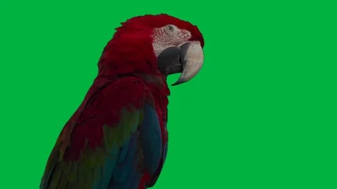 Bird Macaw Greenscreen 86 Stock-Footage 198652828