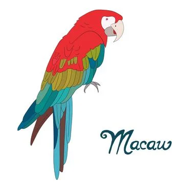 Bird macaw vector illustration Stock Illustration