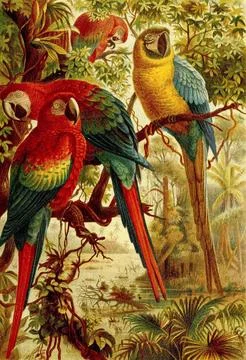 Bird Macaws Macaws form a genus within the family of Parrots Historical Stock Illustration
