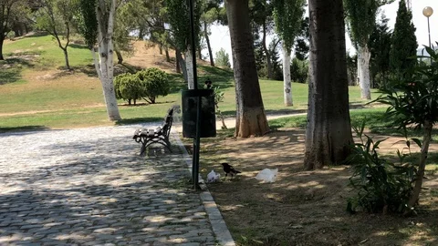 A bird, a magpie, eats garbage in a city park in a sunny day. Stock-Footage 128899098