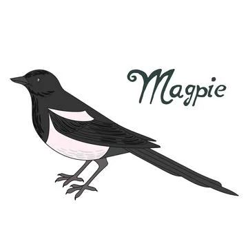Bird magpie vector illustration Stock Illustration