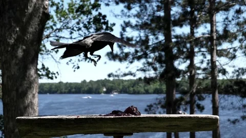Bird makes a dramatic floating landing on a platform. Video stock 148676665