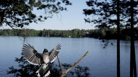 Bird makes a dramatic slow motion landing with a lake in the background. Video stock 94154831