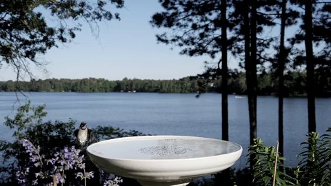 Bird makes a dramatic slow motion landing at a lake bird bath. Video stock 94157934