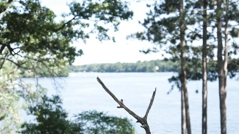 Bird makes graceful slow motion approach to landing. Video stock 123445975