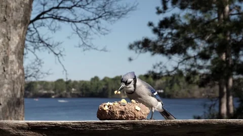 Bird makes a mess while trying to gather food. Video stock 148676878