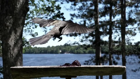 Bird makes a nice approach and landing. Video stock 148675375