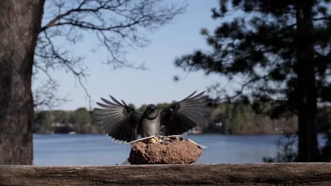 A bird makes a pretty open-wing landing. Video stock 148676843