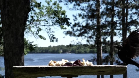 Bird makes a touch and go landing on a windy day. Video stock 148676712