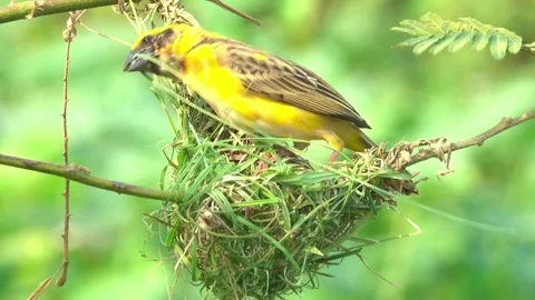 Bird making bird's nest Video stock 259477629