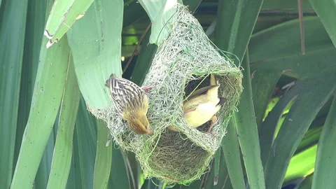 Bird making bird's nest 스톡 동영상 291103553
