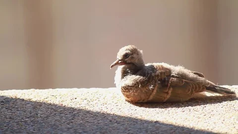 Bird making sound Stock Footage 83929561