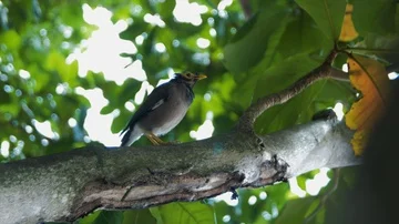 Bird in Malaysia Stock Footage 85562760